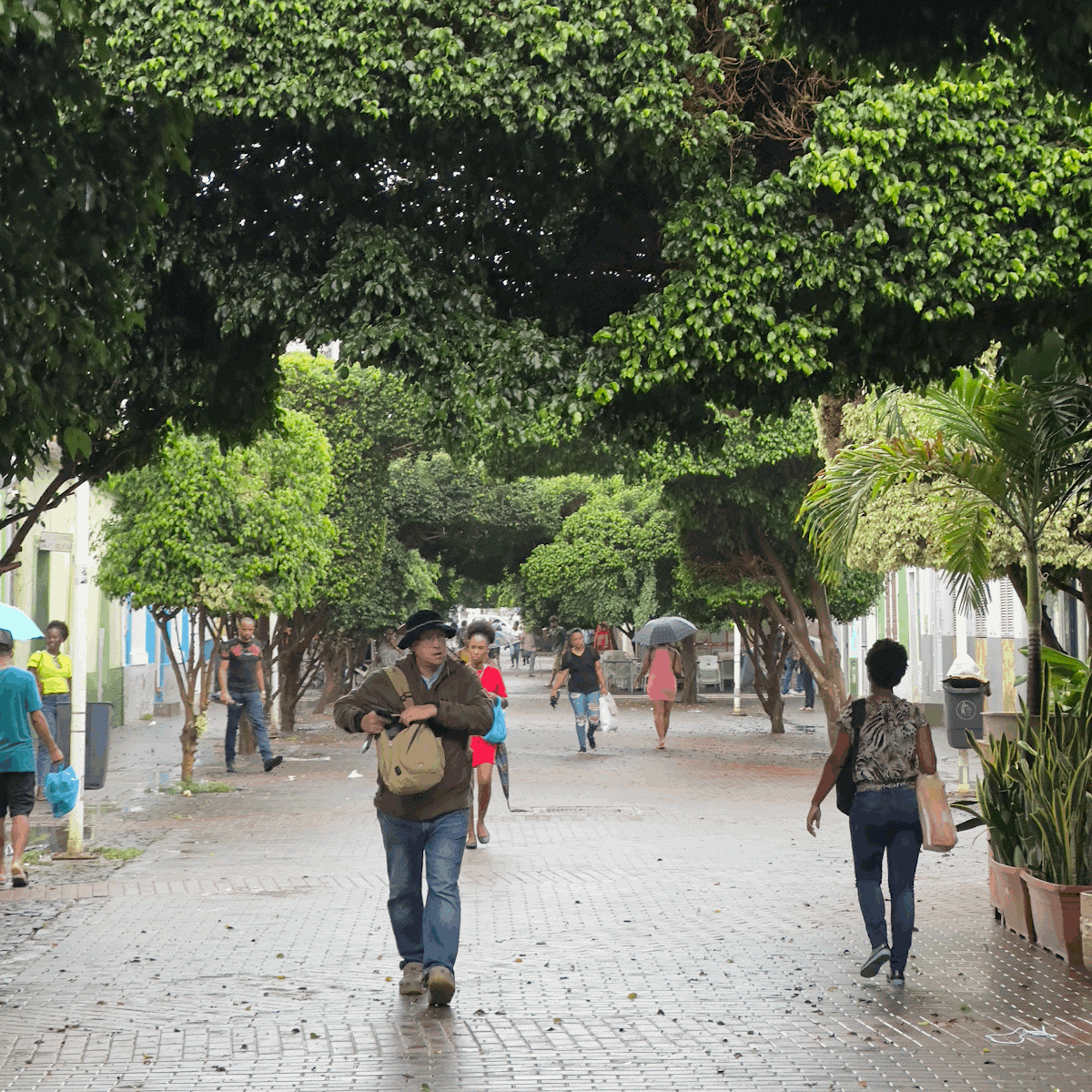People walking along a shaded street lined with trees in Cape Verde.