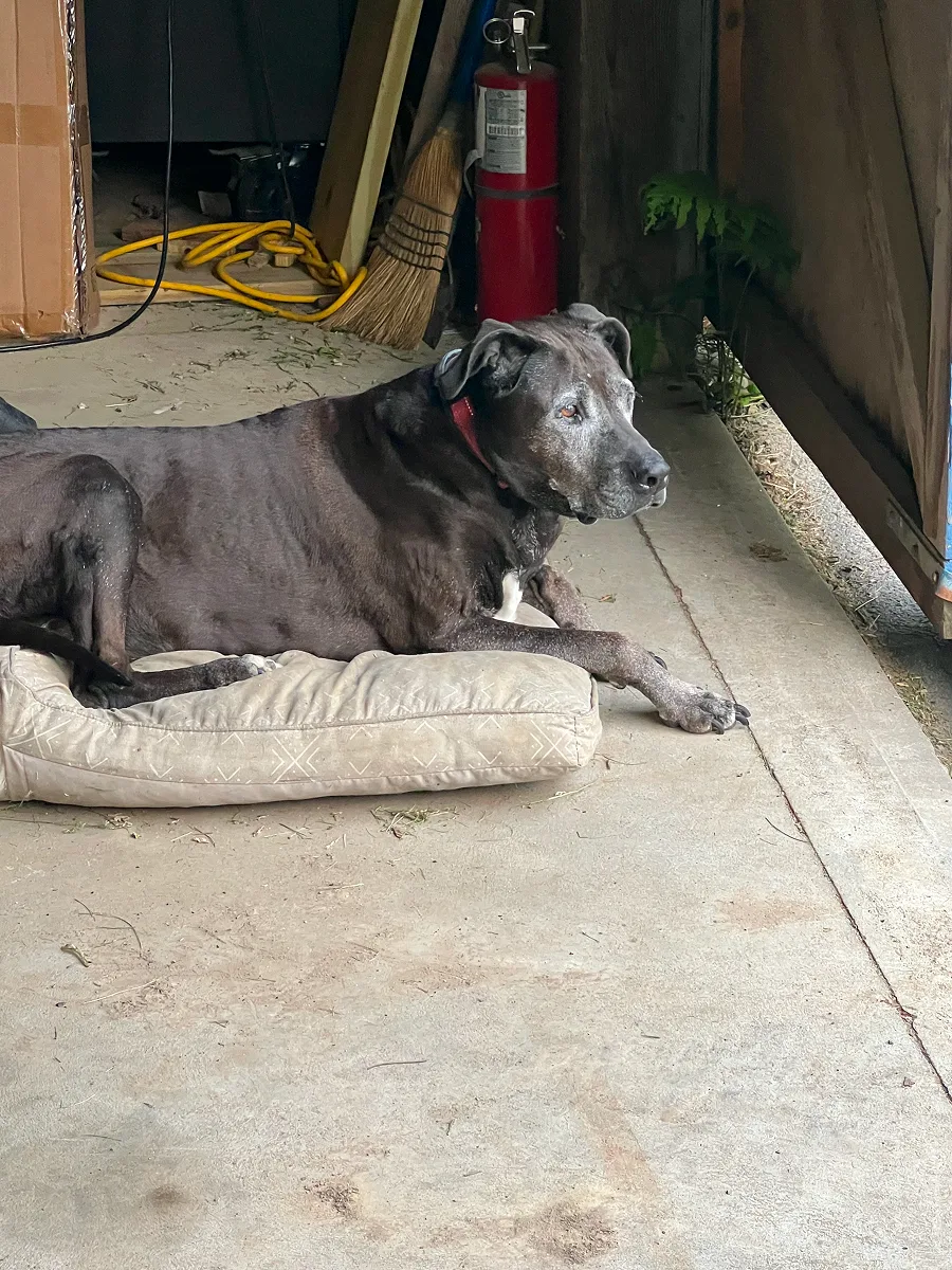A black dog rests on a cushion inside the New York launch-site workspace.